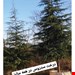  درخت سدروس