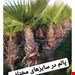  درخت پالم