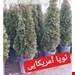  درخت کاج تویا