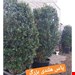  درختچه یاس هلندی