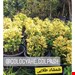  گیاه شمشاد طلایی