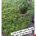  چمن یال اسبی