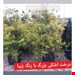  کاج اشکی