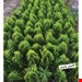  درختچه کامیس پاریس