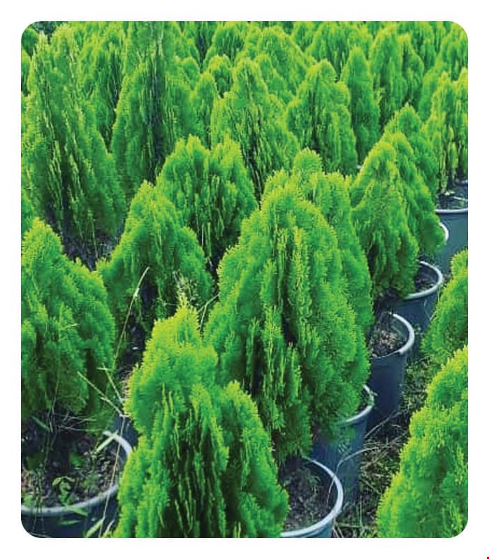 کامیس پاریس