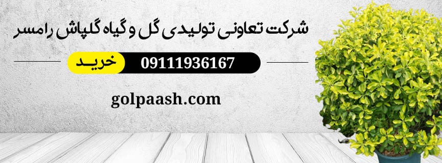 شرکت تعاونی تولیدی گل و گیاه گلپاش