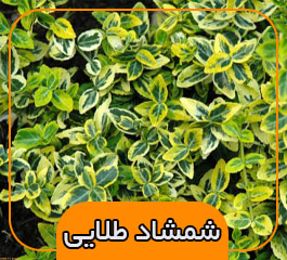 شمشاد طلایی