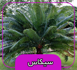 سیکاس